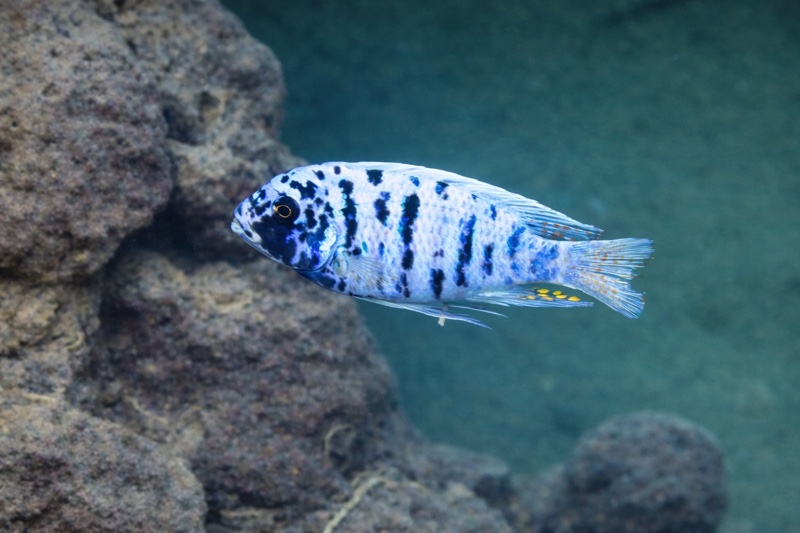Maylandia zebra 'Likoma Island'